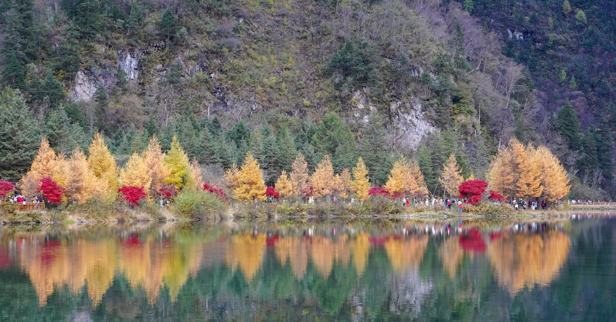 découvrez l'importance des arbres urbains pour améliorer la qualité de vie en ville, purifier l'air et embellir les espaces urbains.