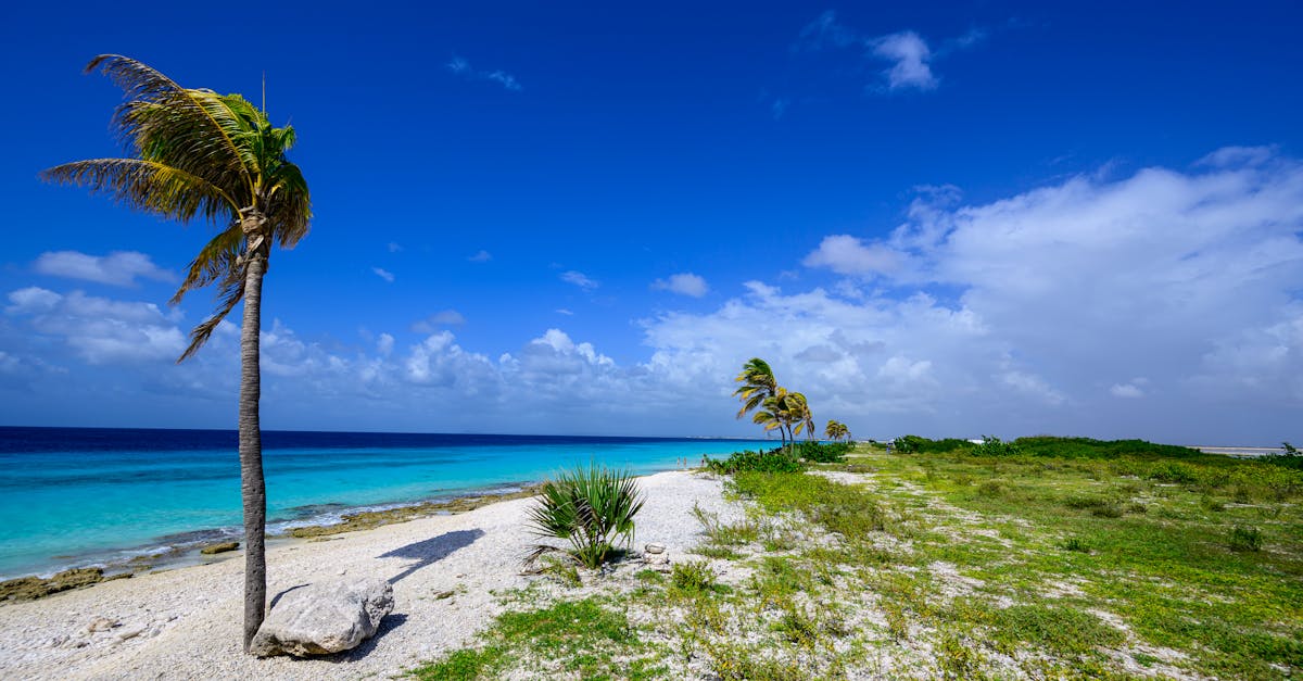 découvrez tout ce que les résidents de bonaire doivent savoir : vie locale, conseils pratiques, culture et informations essentielles pour bien vivre sur cette île des caraïbes.