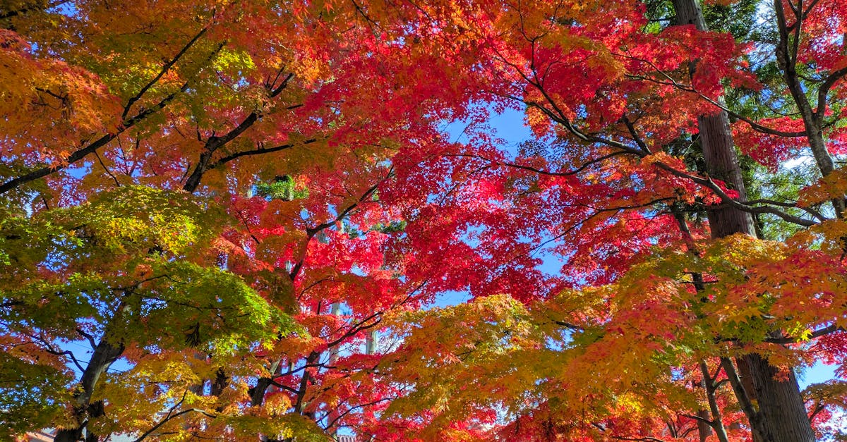 analyse de l'inaction climatique du japon : enjeux, impacts et perspectives pour un avenir durable face aux défis environnementaux.