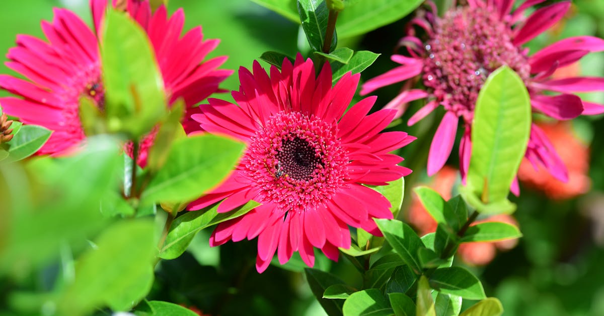conseils essentiels pour l'entretien des massifs fleuris en été afin de garder vos fleurs éclatantes et en pleine santé tout au long de la saison.