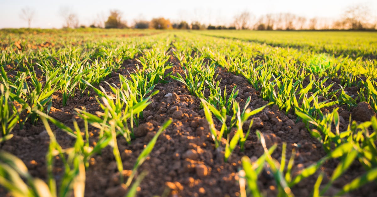 découvrez l'analyse de la dépendance européenne aux engrais, ses enjeux et impacts sur l'agriculture durable en europe.