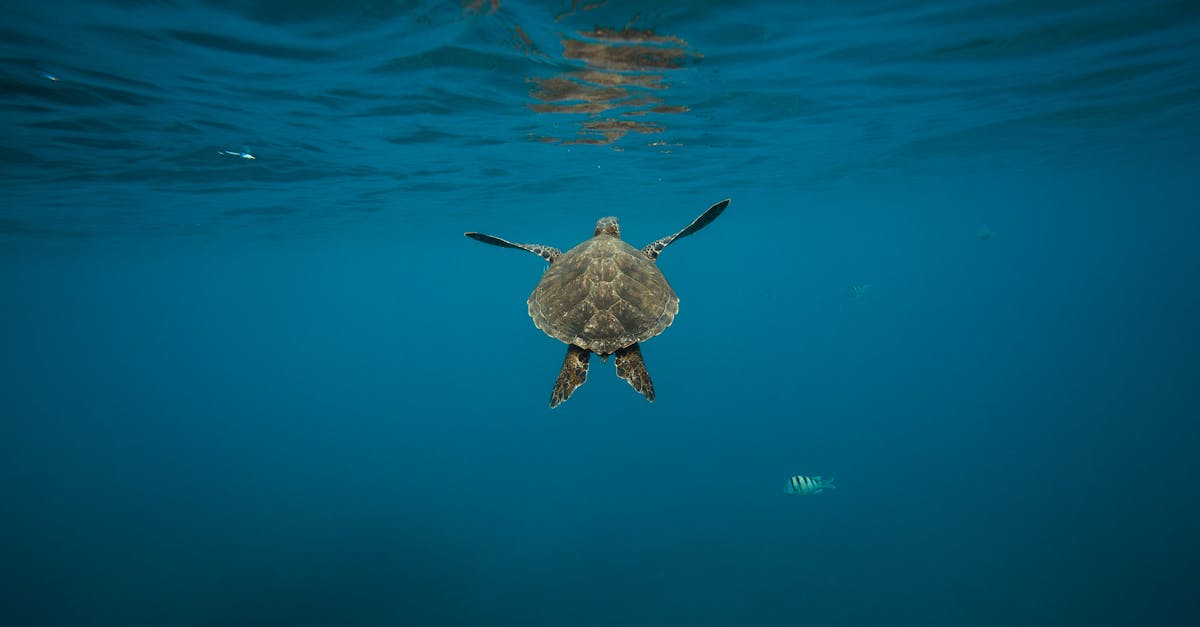découvrez l'importance de la conservation des océans et les actions essentielles pour protéger la biodiversité marine et préserver nos écosystèmes marins pour les générations futures.