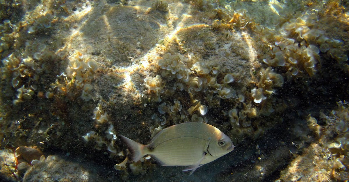 découvrez les initiatives et actions dédiées à la conservation de la biodiversité méditerranéenne pour protéger cet écosystème unique et précieux.