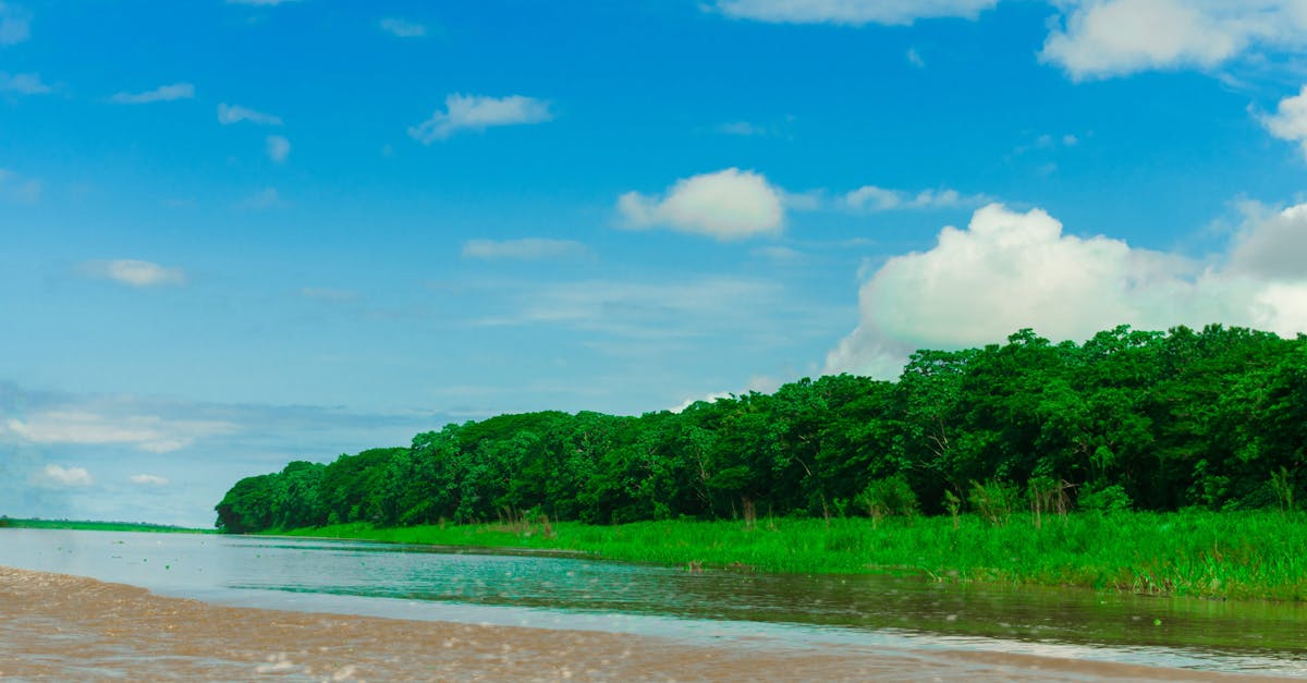 découvrez tout sur l'environnement : protection, biodiversité, changements climatiques et actions durables pour préserver notre planète.