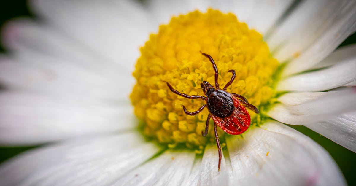 découvrez les différentes menaces liées aux nuisibles et apprenez comment protéger efficacement vos espaces contre les infestations.