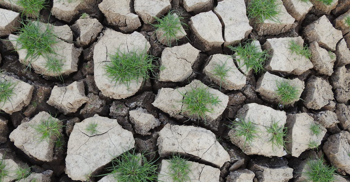 découvrez des stratégies et solutions pour renforcer la résilience climatique face aux défis environnementaux actuels et futurs.
