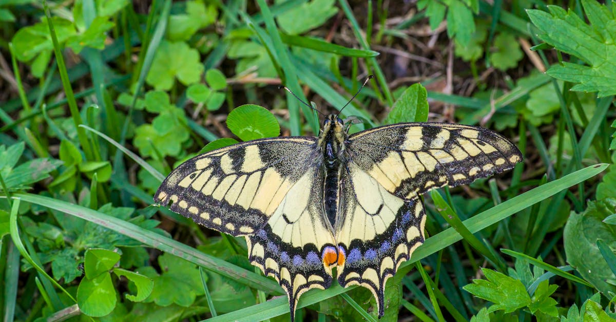 découvrez la taxonomy verte, un système innovant visant à classer et évaluer les activités économiques en fonction de leur impact environnemental. cette approche permet d'encourager le financement durable et de promouvoir des pratiques respectueuses de l'environnement dans divers secteurs.