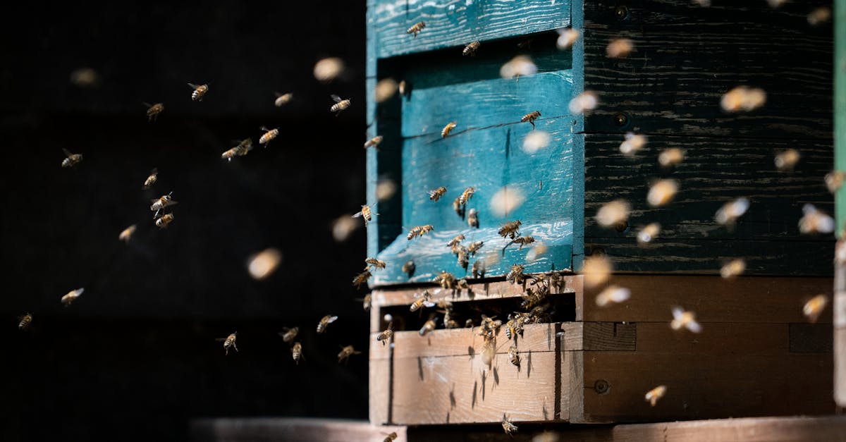 découvrez l’élevage d’insectes, une solution durable et innovante pour la production de protéines alternatives respectueuses de l’environnement.