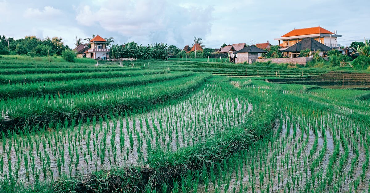 découvrez les pratiques d'agriculture durable pour préserver les ressources naturelles, protéger l'environnement et assurer une production alimentaire responsable et durable.