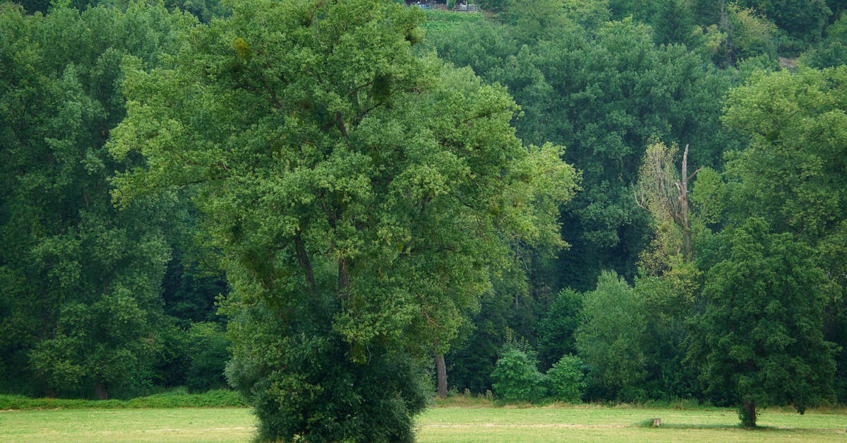 découvrez l'importance de la restauration des écosystèmes pour préserver notre planète. apprenez comment des initiatives durables peuvent régénérer la biodiversité, restaurer la santé des sols et améliorer la résilience des habitats naturels face aux changements climatiques.