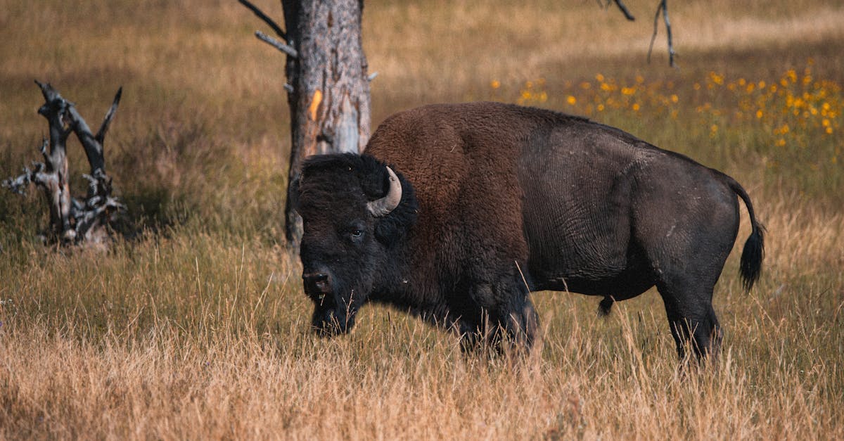 découvrez les causes, les conséquences et les mesures pour lutter contre l'extinction des espèces afin de préserver la biodiversité de notre planète.