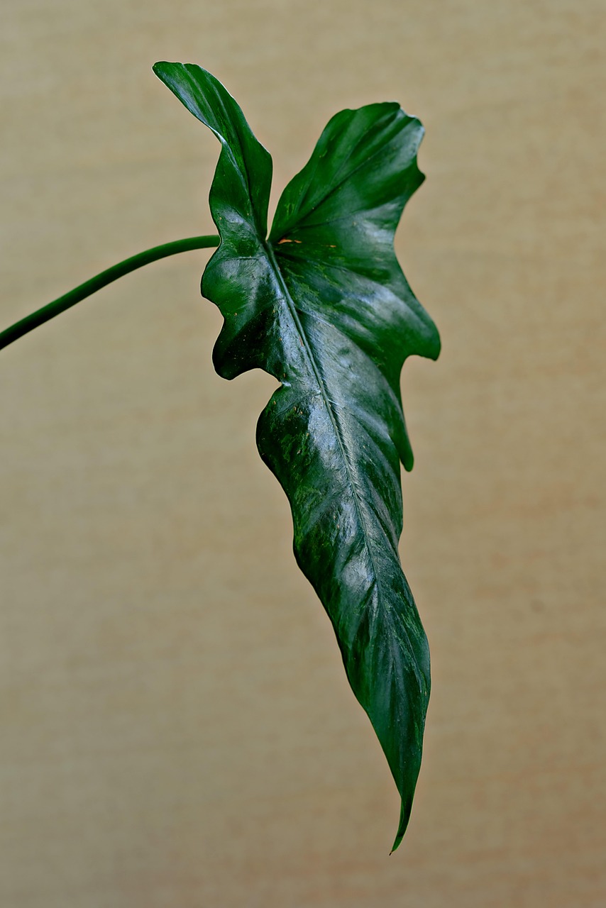 découvrez nos conseils pratiques pour un jardinage biologique sur balcon, optimisez votre espace et cultivez des plantes saines et naturelles en ville.