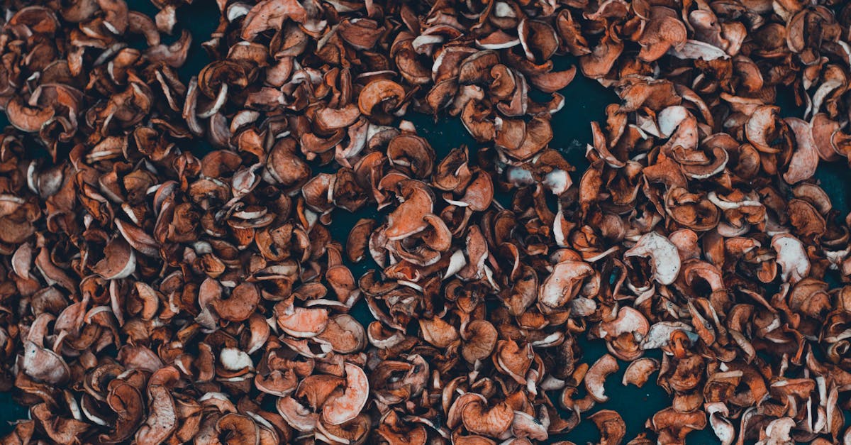 découvrez les meilleures pratiques du compostage pour transformer vos déchets organiques en un engrais naturel et écologique, favorisant un jardin sain et durable.