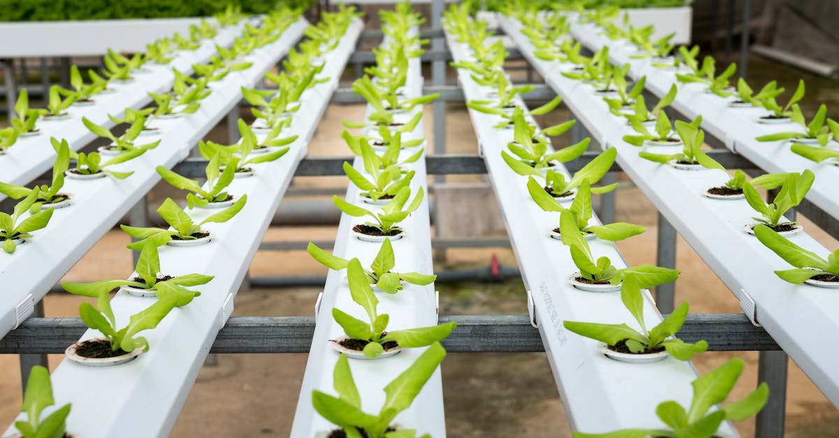 découvrez comment l'innovation durable transforme notre avenir en alliant écologie, technologie et économie. explorez des solutions avant-gardistes qui respectent notre planète tout en stimulant la croissance et le progrès.
