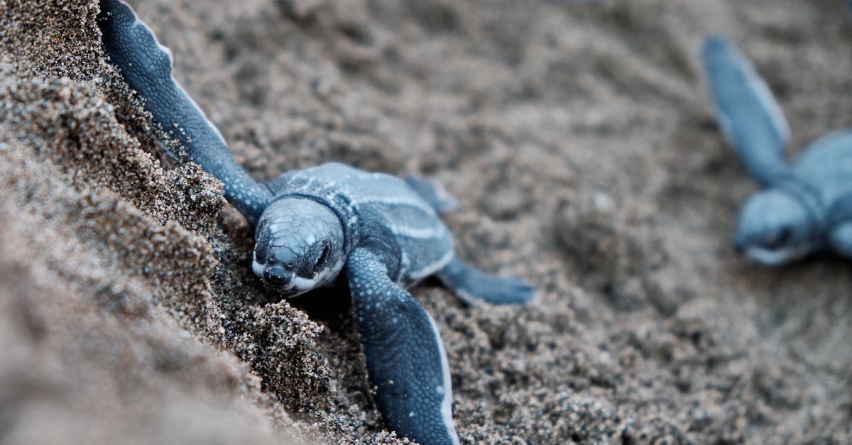 découvrez l'importance de la sensibilisation environnementale et son rôle crucial dans la protection de notre planète. apprenez des gestes simples à adopter au quotidien pour préserver la biodiversité et lutter contre le changement climatique.