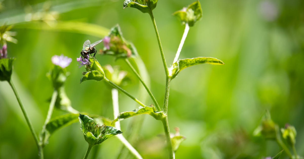 découvrez les associations écologiques, leurs rôles dans les écosystèmes, et comment elles favorisent la biodiversité et l'équilibre environnemental.