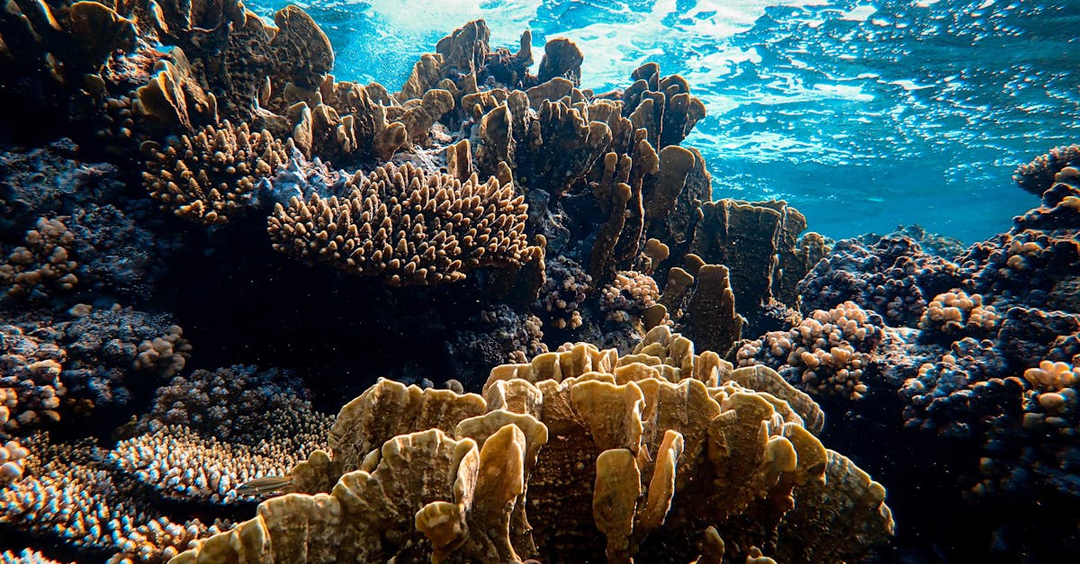 découvrez les actions et initiatives essentielles pour la conservation des océans, préserver la biodiversité marine et protéger nos écosystèmes marins pour les générations futures.