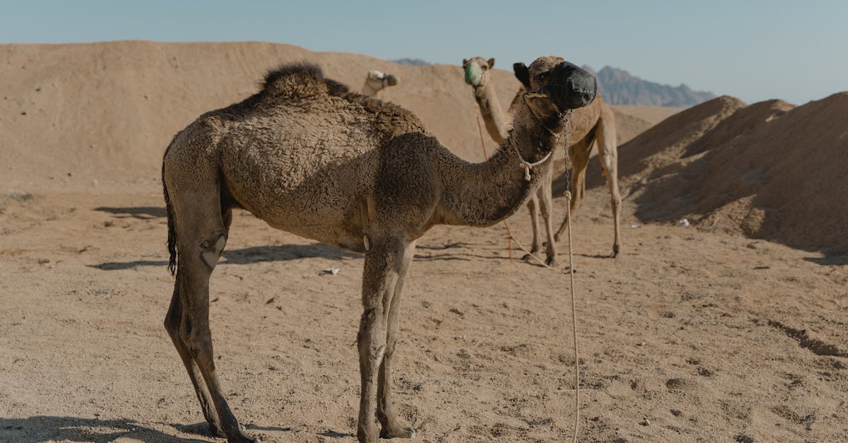 découvrez des stratégies d'adaptation au climat visant à renforcer la résilience des communautés et à mitiguer les impacts du changement climatique. explorez des solutions innovantes et durables pour faire face aux défis environnementaux actuels.