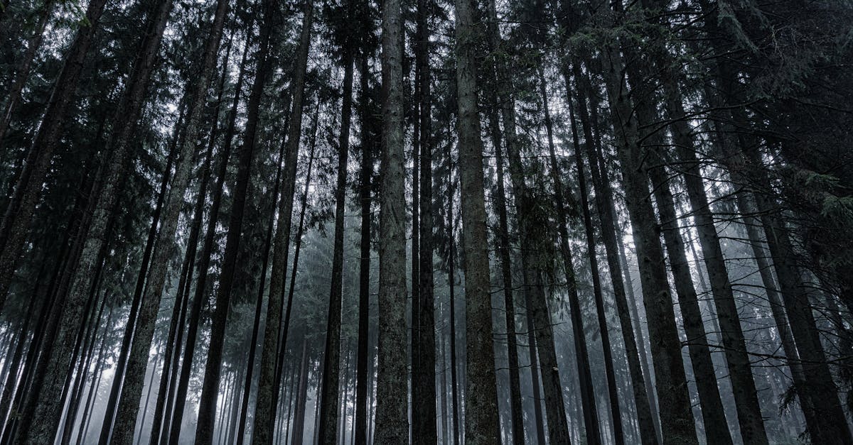 découvrez la beauté des forêts, leurs écosystèmes uniques et leur rôle essentiel dans la préservation de la biodiversité et du climat.