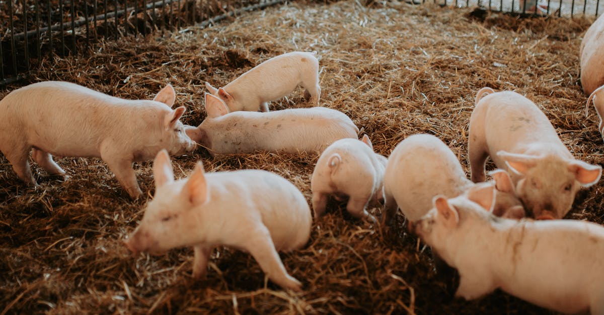 informations et ressources sur le bien-être animal, promouvant le respect, la protection et la qualité de vie des animaux.