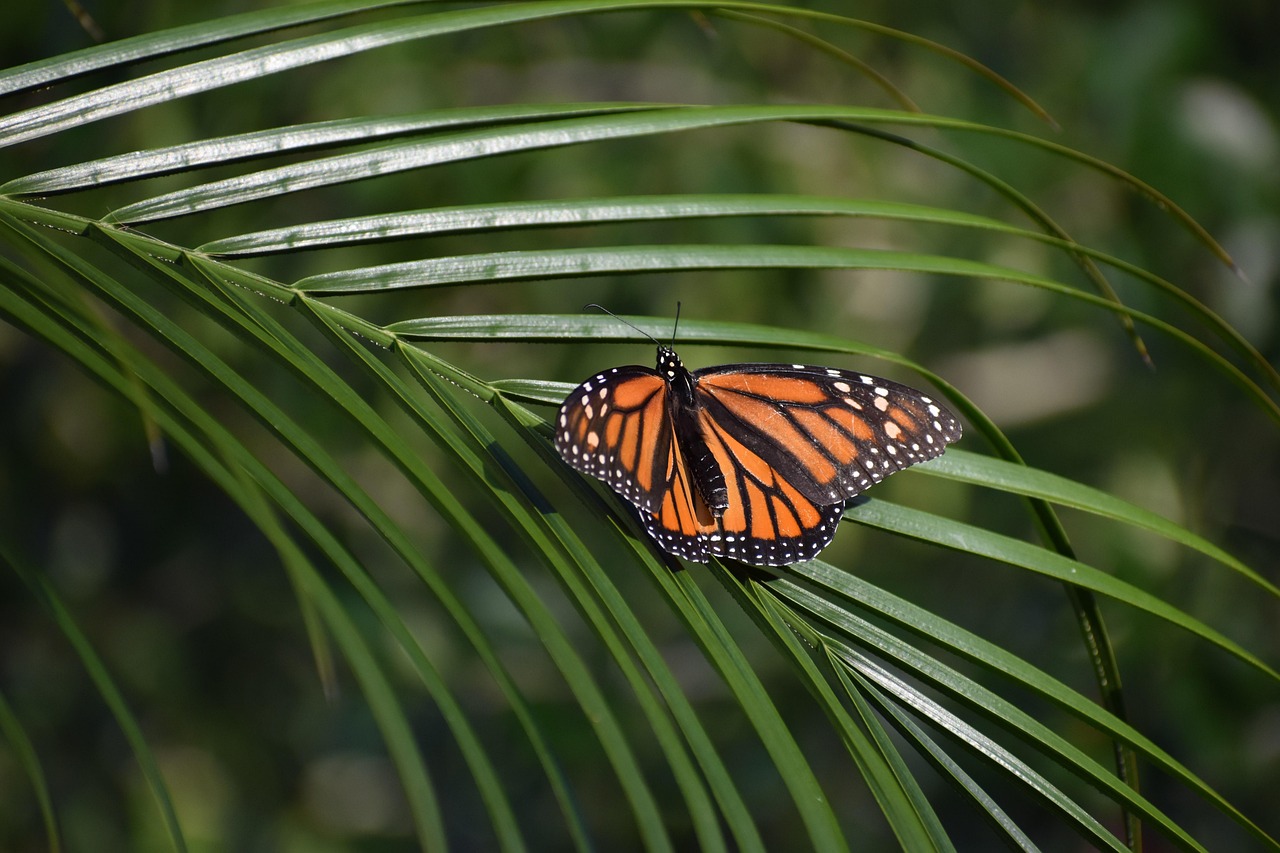 découvrez l'importance de la biodiversité dans votre jardin pour favoriser un écosystème sain et durable, tout en attirant une variété d'espèces utiles.