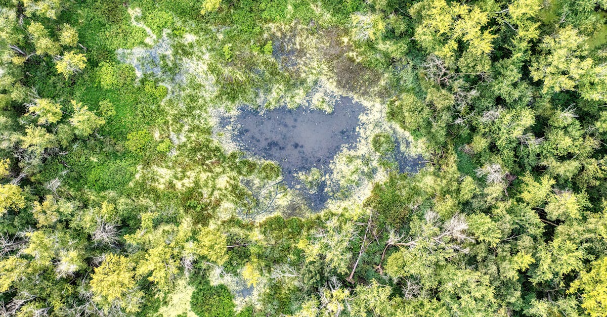 découvrez l'importance de la préservation des ressources, une démarche essentielle pour assurer un avenir durable. apprenez des stratégies efficaces pour protéger l'environnement tout en soutenant la biodiversité et l'équilibre des écosystèmes.