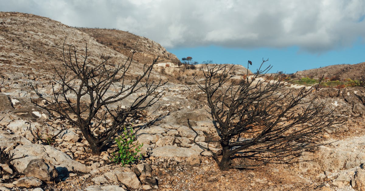 découvrez les impacts du changement climatique, ses causes principales, et les actions essentielles pour préserver notre planète face à cette urgence environnementale.