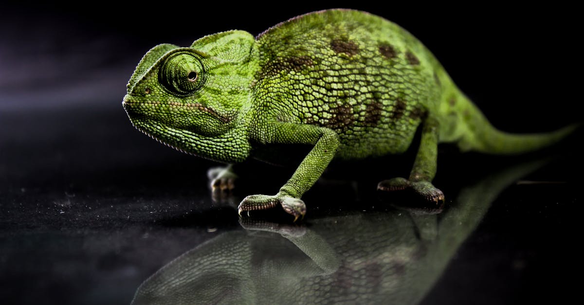 découvrez le concept d'adaptation, ses différents types et son importance, que ce soit dans la nature, l'éducation ou la société. apprenez comment s'adapter efficacement face aux changements et défis quotidiens.