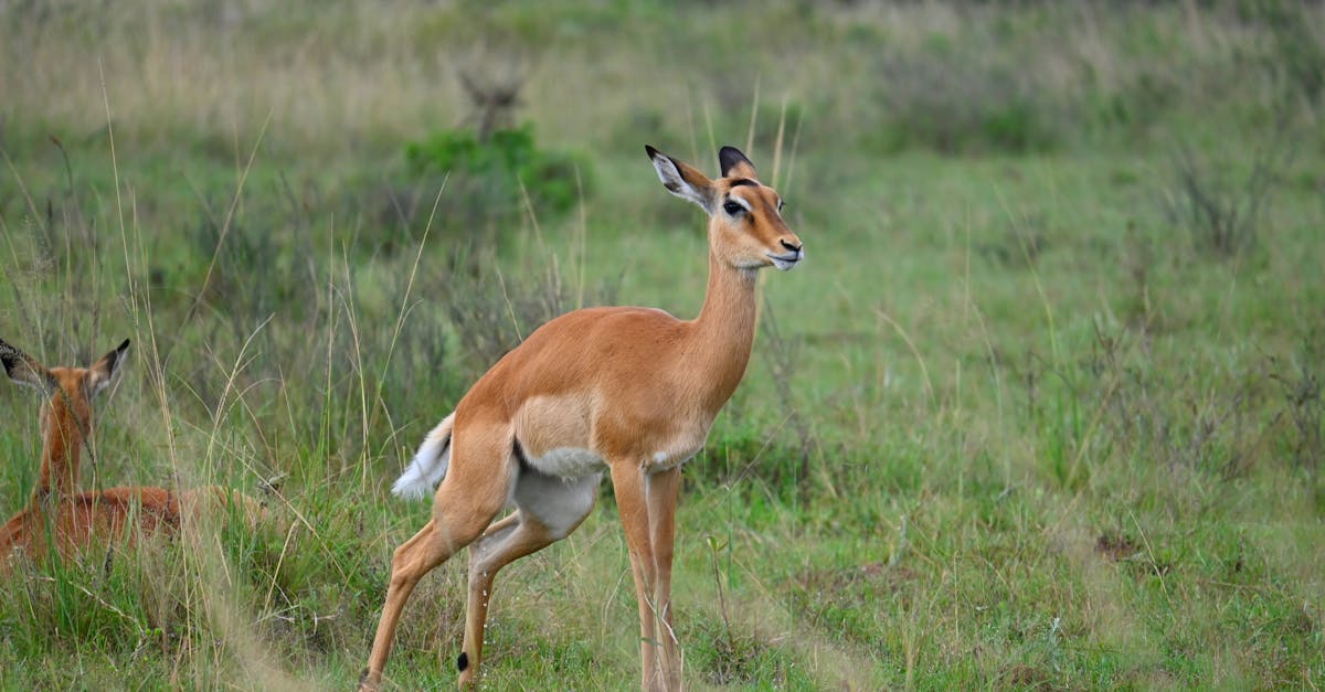 découvrez les réserves naturelles, véritables sanctuaires de biodiversité. explorez la faune et la flore uniques, tout en apprenant l'importance de la conservation et de la protection de notre planète.