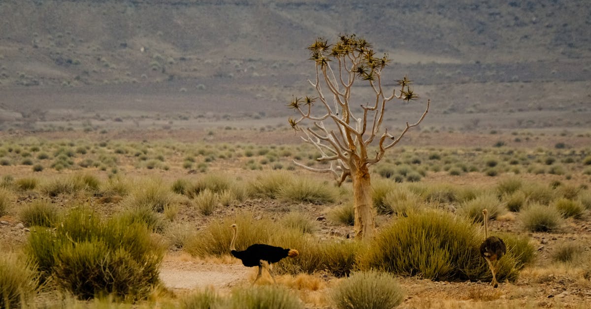 découvrez les stratégies innovantes d'adaptation au changement climatique en afrique pour protéger l'environnement et soutenir les communautés locales.
