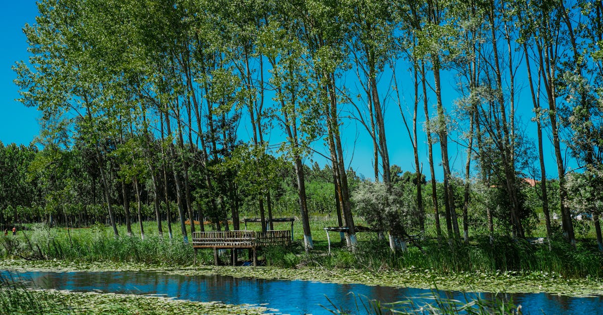 découvrez les enjeux de la restauration des habitats, un processus essentiel pour préserver la biodiversité et favoriser la durabilité des écosystèmes. apprenez les techniques et initiatives qui aident à restaurer les milieux naturels pour un avenir plus vert.