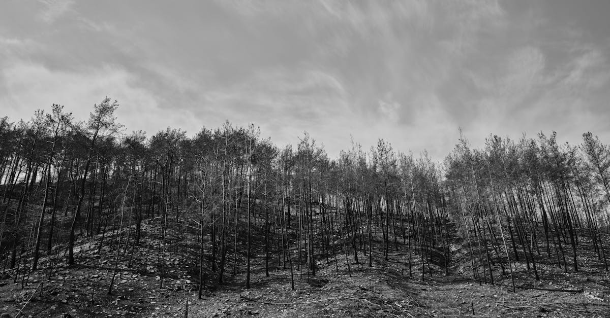 découvrez le cycle du carbone, un processus vital pour la régulation du climat et la vie sur terre. apprenez comment le carbone circule entre l'atmosphère, les océans et les sols, et son impact sur notre environnement.