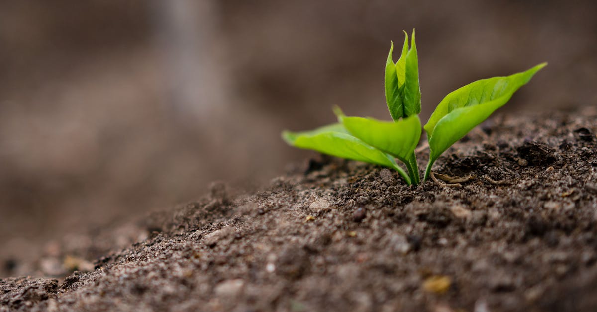 analyse de la dépendance de l'europe aux engrais : enjeux, impacts et solutions pour une agriculture durable et autonome.