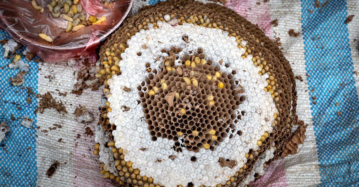 découvrez l'élevage d'insectes, une solution durable et innovante pour l'alimentation et la production de protéines respectueuse de l'environnement.