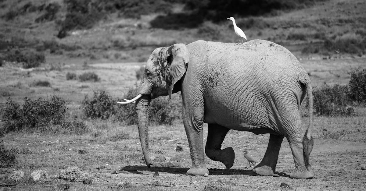 découvrez les réserves naturelles, des écosystèmes préservés qui protègent la biodiversité et offrent un refuge à de nombreuses espèces. explorez les richesses de la faune et de la flore tout en profitant d'activités en plein air dans un cadre préservé.