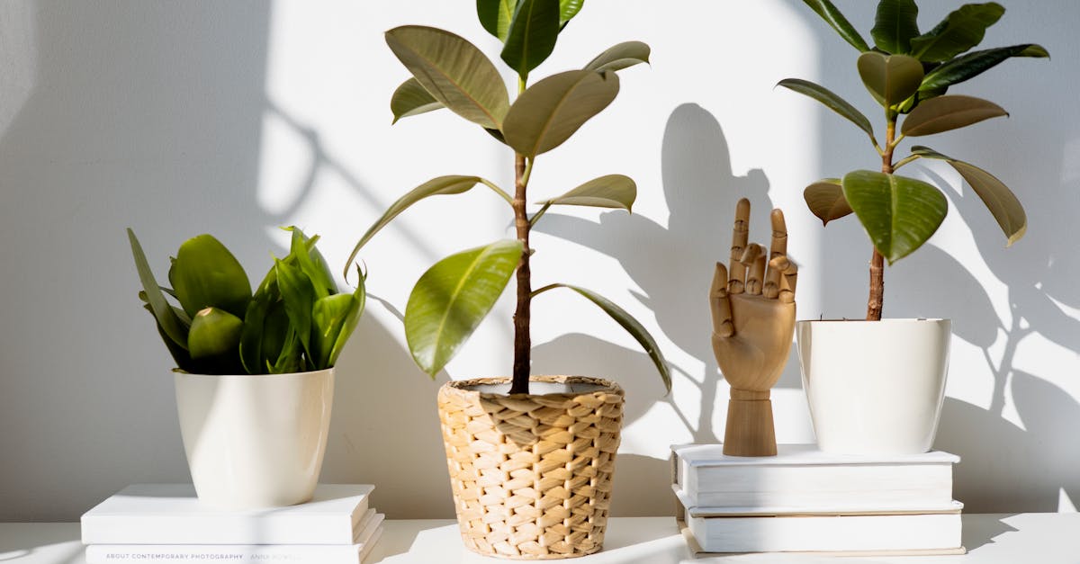 découvrez comment adopter un mode de vie durable avec des conseils pratiques et des astuces pour réduire votre empreinte écologique tout en vivant en harmonie avec la nature.