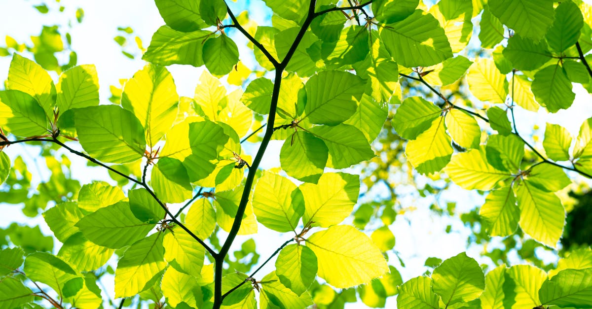 découvrez l'écologie : comprendre les interactions entre les êtres vivants et leur environnement pour préserver notre planète.