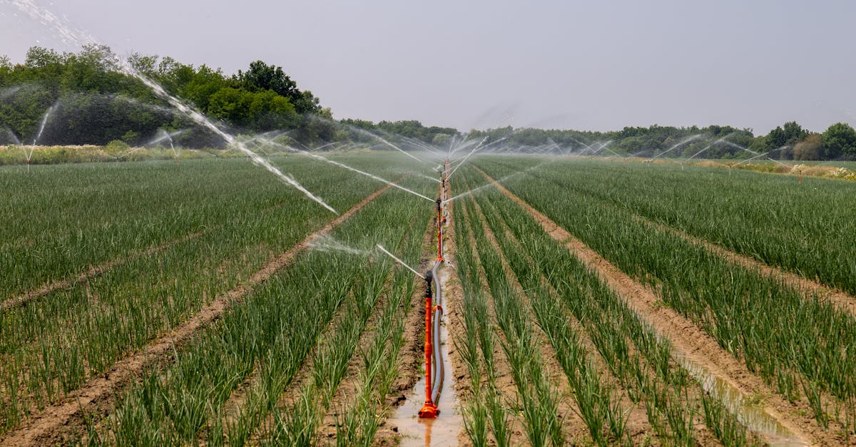 découvrez les stratégies et solutions pour l'adaptation au changement climatique dans l'agriculture, afin d'assurer la résilience des cultures et la sécurité alimentaire.