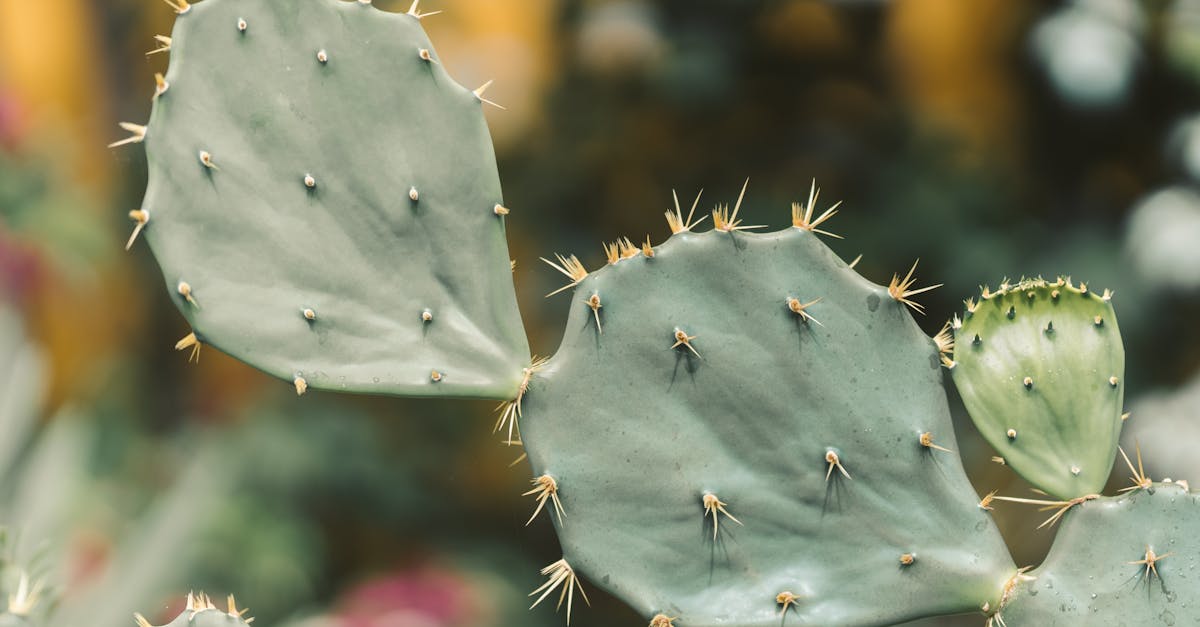 découvrez les enjeux du climat durable et les solutions innovantes pour préserver notre planète. explorez des initiatives écologiques, des pratiques écoresponsables et des stratégies pour un avenir respectueux de l'environnement.