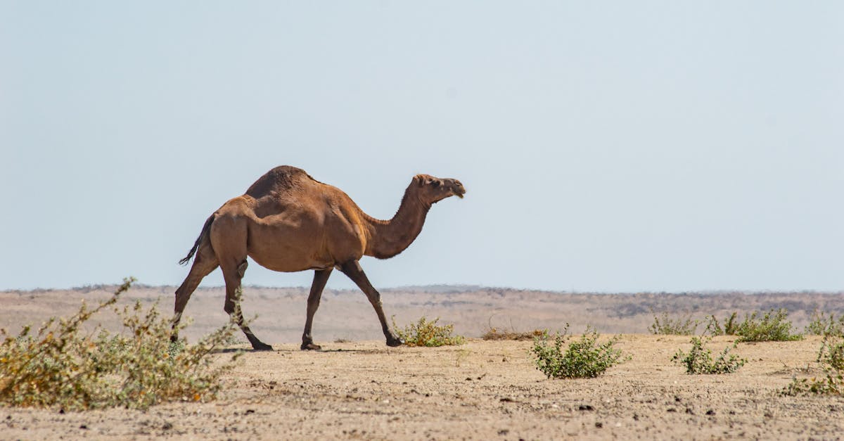 découvrez les stratégies et solutions innovantes pour l'adaptation au changement climatique, afin de protéger les écosystèmes, les communautés et les économies face aux défis environnementaux actuels.