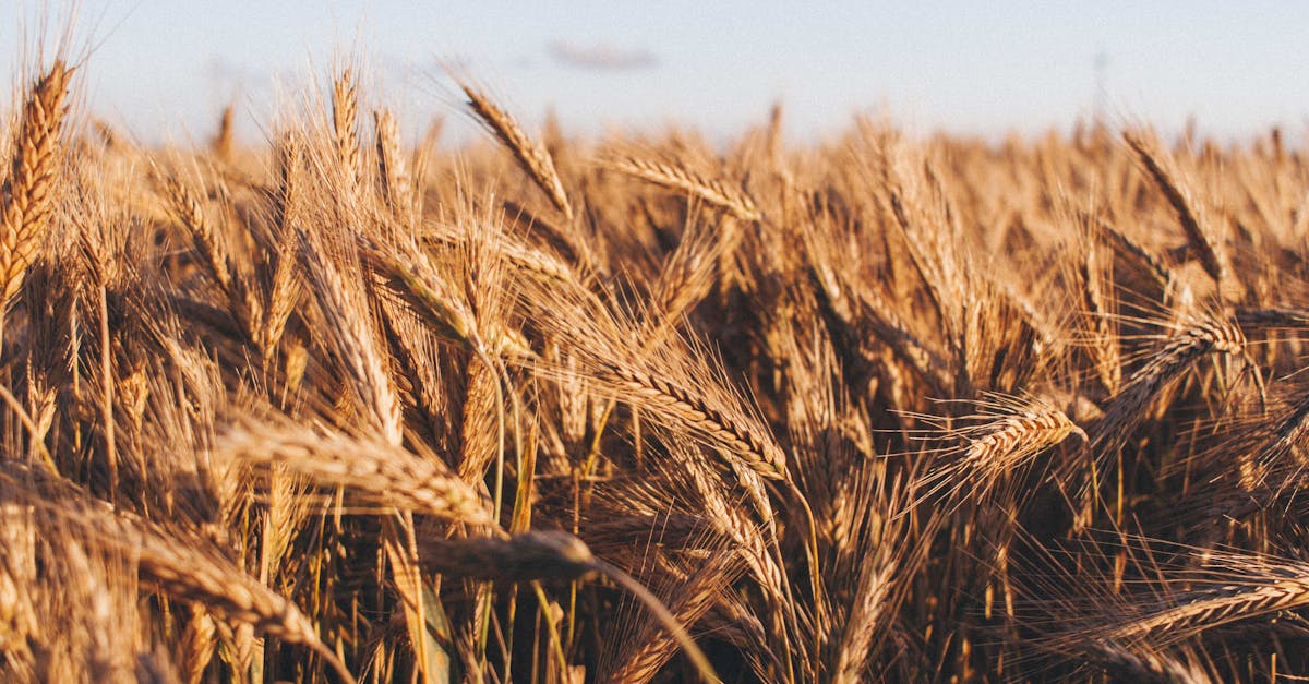 découvrez des cultures résilientes au changement climatique qui s'adaptent aux conditions environnementales difficiles. apprenez comment ces innovations agricoles peuvent contribuer à la sécurité alimentaire durable et à la préservation des ressources naturelles tout en combattant les effets du réchauffement climatique.