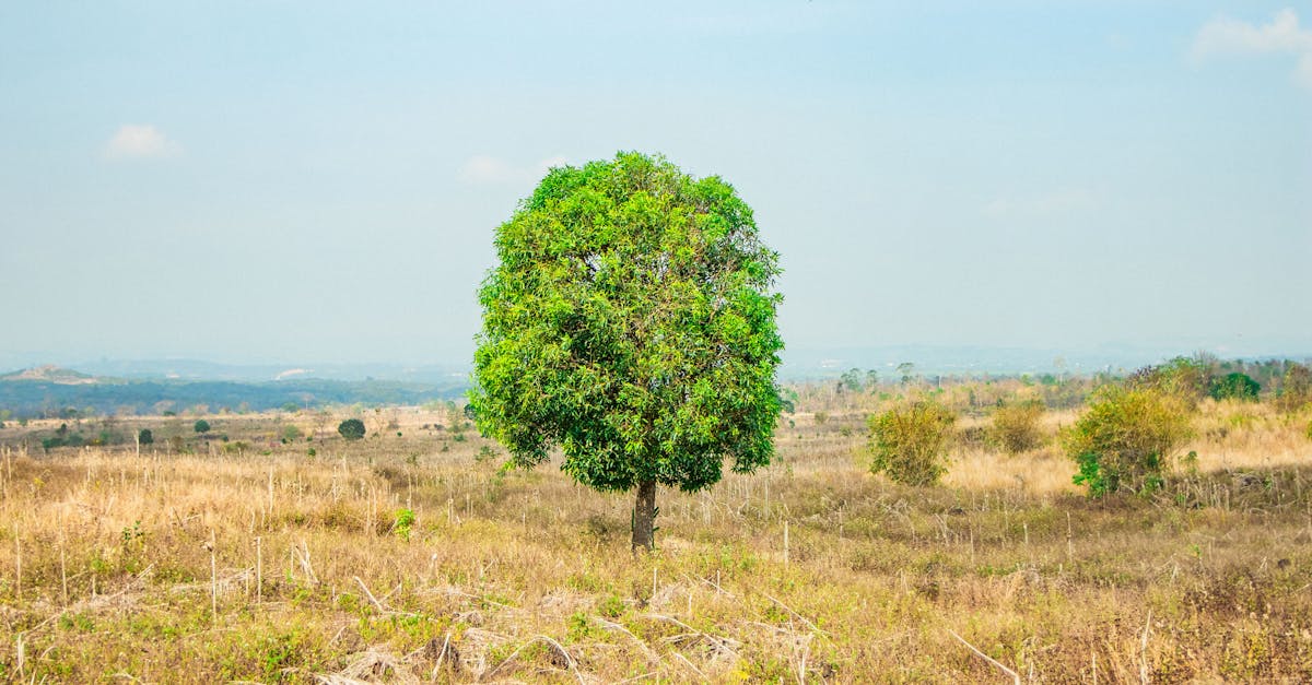 découvrez les conséquences climatiques majeures qui impactent notre planète. analysez les effets du réchauffement climatique sur l'environnement, la biodiversité et les sociétés humaines. engagez-vous pour un avenir durable face à ces défis environnementaux.