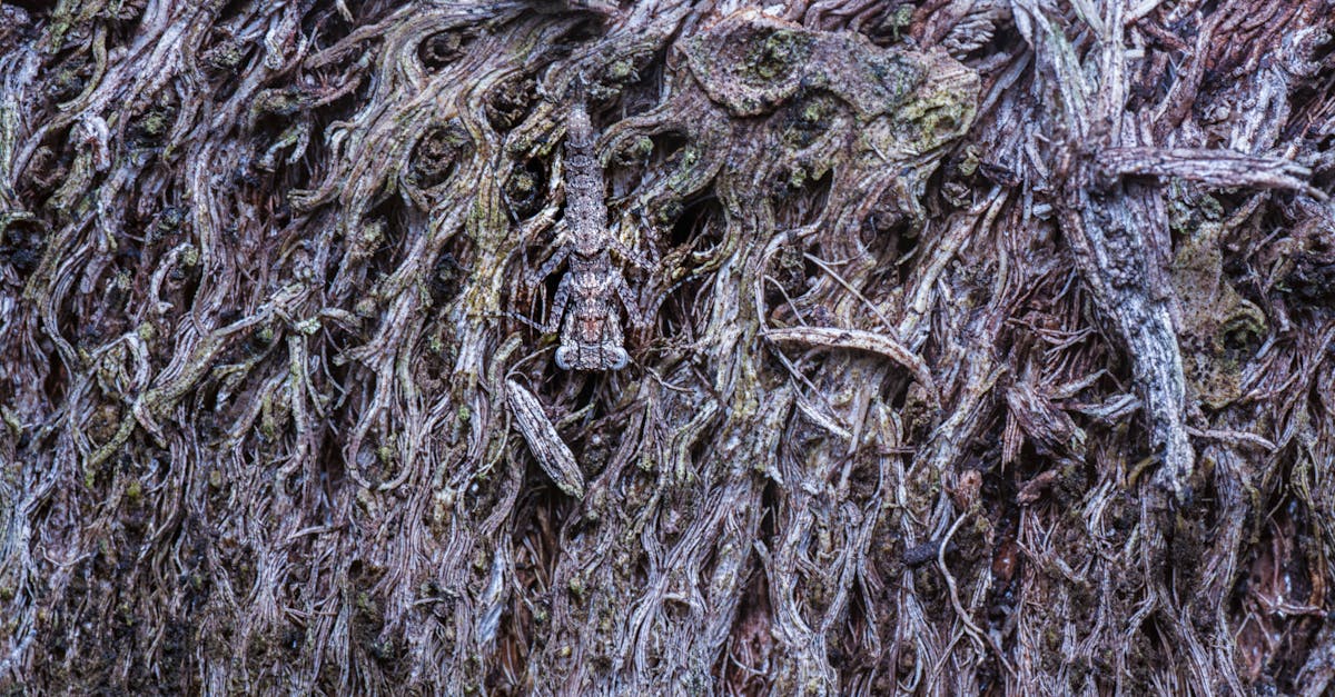 découvrez les techniques avancées de camouflage stratégique pour optimiser la discrétion et la protection dans diverses situations.