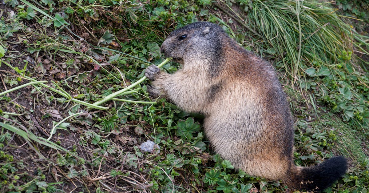 découvrez l'importance de la biodiversité pour notre planète. apprenez comment elle influence notre écosystème, soutient la vie et les efforts de conservation nécessaires pour préserver la variété des espèces.