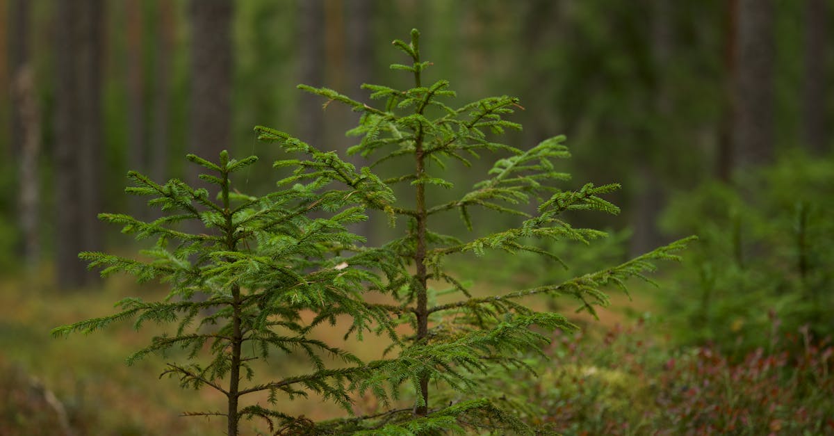 découvrez l'importance de la reforestation pour préserver la biodiversité, lutter contre le changement climatique et restaurer les écosystèmes naturels.