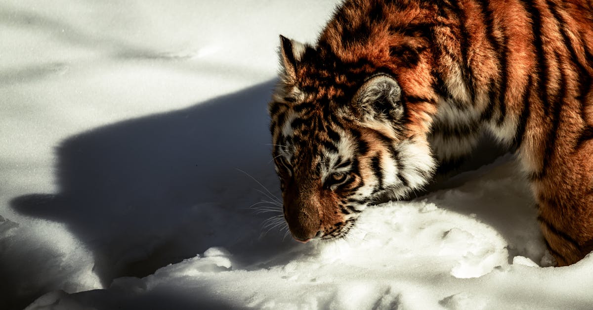 découvrez l'importance de la conservation de la faune et de la flore, et comment vos actions peuvent contribuer à préserver nos écosystèmes. rejoignez le mouvement pour protéger les espèces menacées et promouvoir la biodiversité.