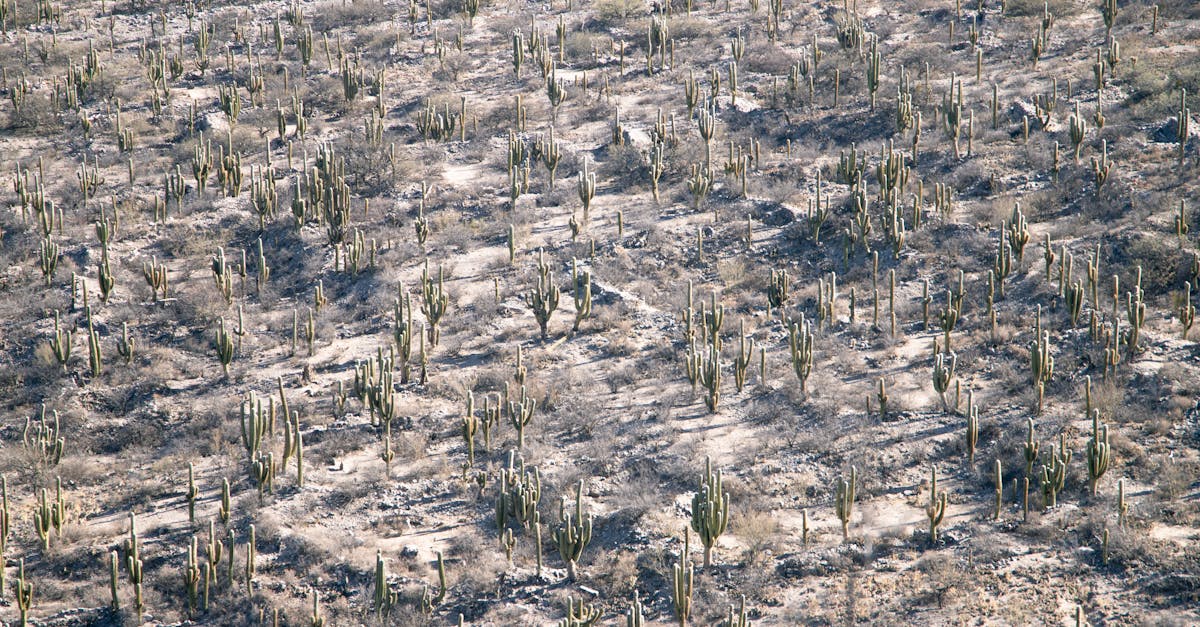 découvrez les stratégies d'adaptation au changement climatique dans le marais poitevin, un écosystème unique en france, et comment préserver sa biodiversité face aux défis environnementaux.