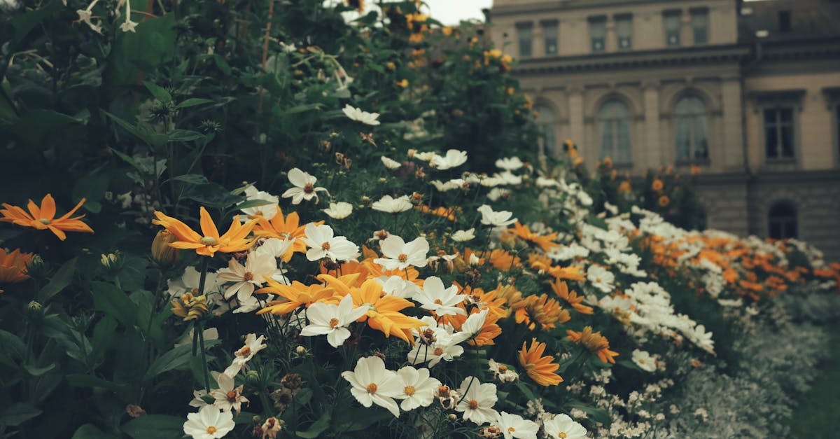 conseils essentiels pour l'entretien des massifs de fleurs en été afin de favoriser une floraison abondante et durable.
