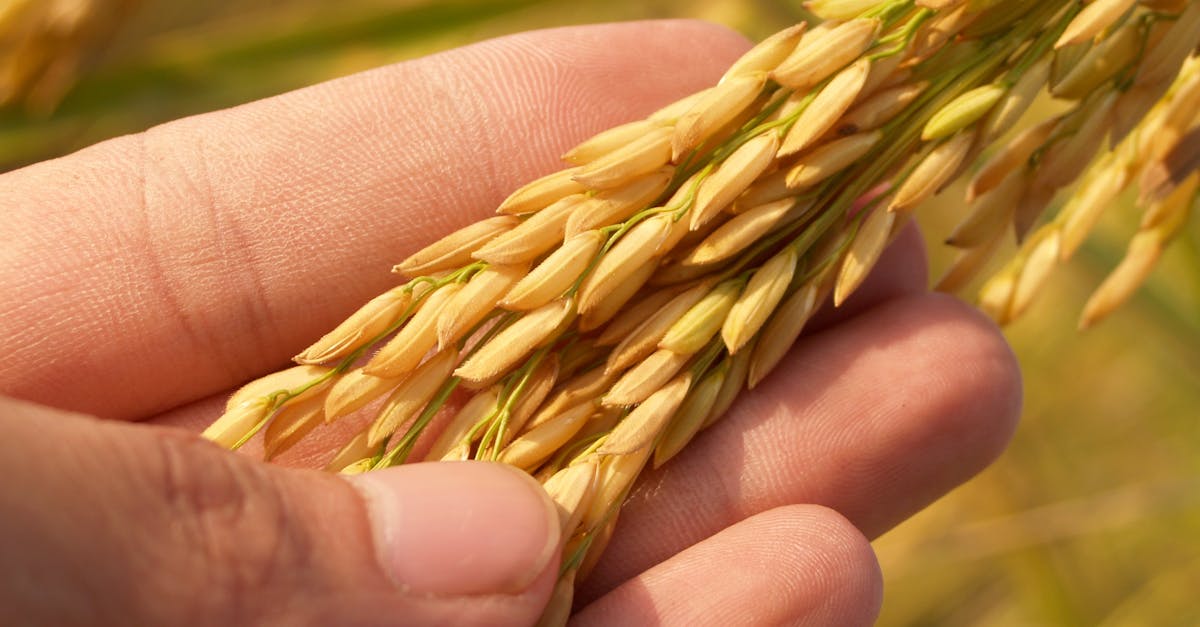 découvrez le monde fascinant de l'agriculture, un secteur essentiel pour nourrir la population mondiale. explorez les techniques innovantes, les pratiques durables et les enjeux liés à l'agriculture moderne. que vous soyez agriculteur, étudiant ou simplement passionné par l'environnement, trouvez ici des informations clés et des ressources pour mieux comprendre l'importance de l'agriculture dans notre quotidien.