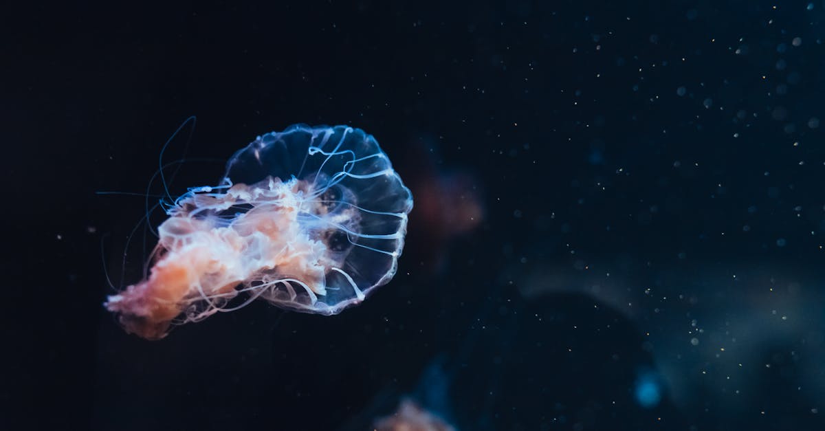 découvrez les événements océanographiques majeurs, incluant les phénomènes naturels, recherches marines et découvertes importantes dans le domaine de l'océanographie.